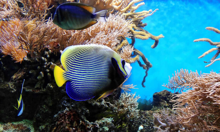 australia-coral