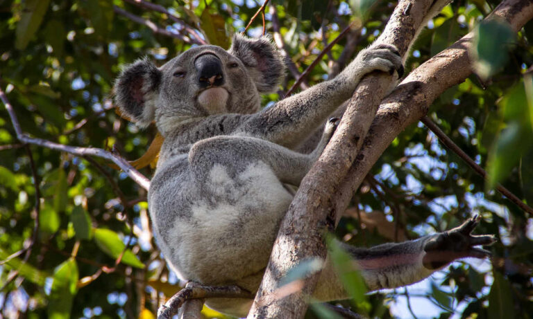 australia-koala